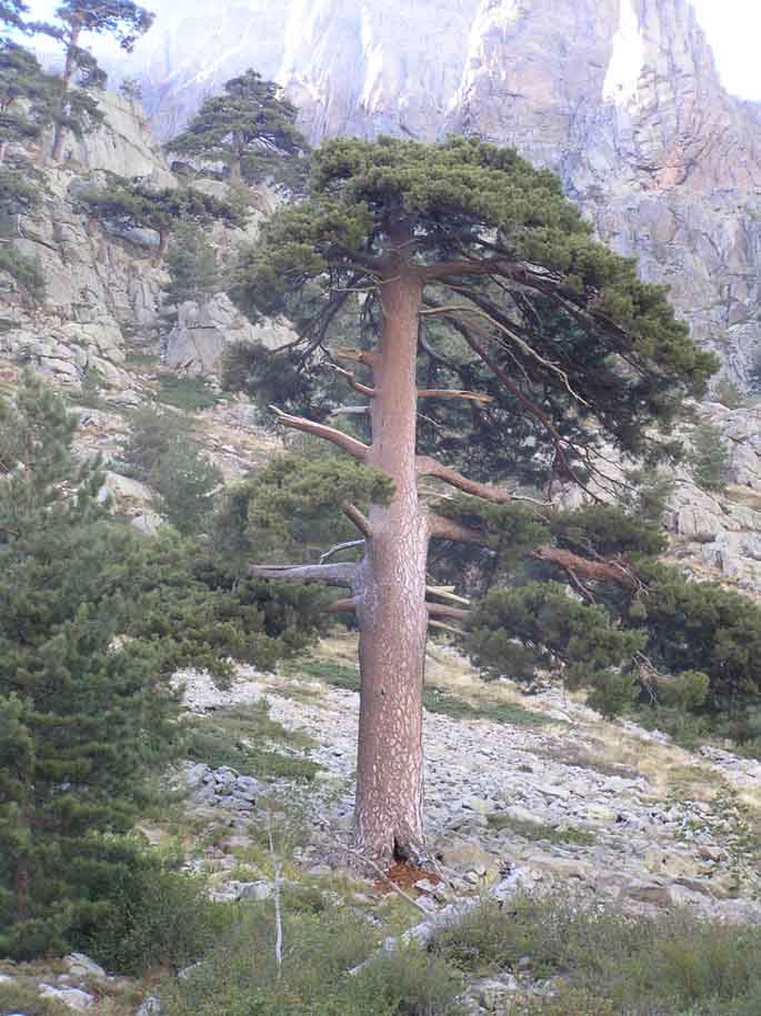 Pinus nigra subsp. laricio - Pino laricio di Corsica